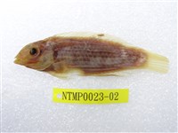 藏品(黑腕海豬魚)的圖片